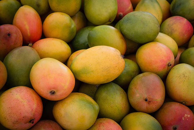 Maryland Smith Fights Post-Harvest Loss of Mangoes in Kenya