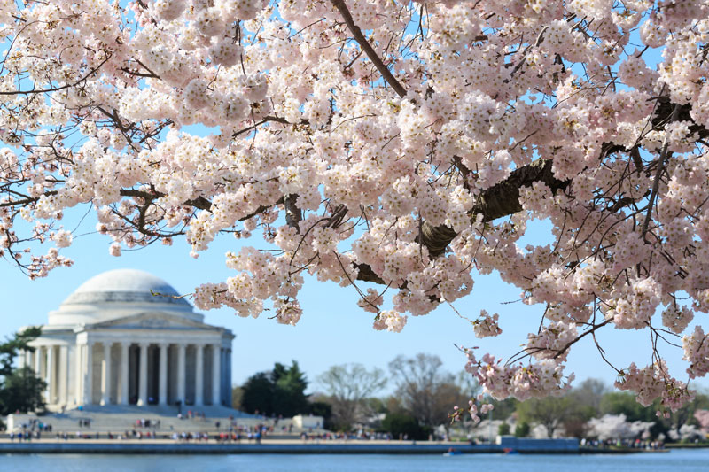 Cherry blossoms in Washington D.C.