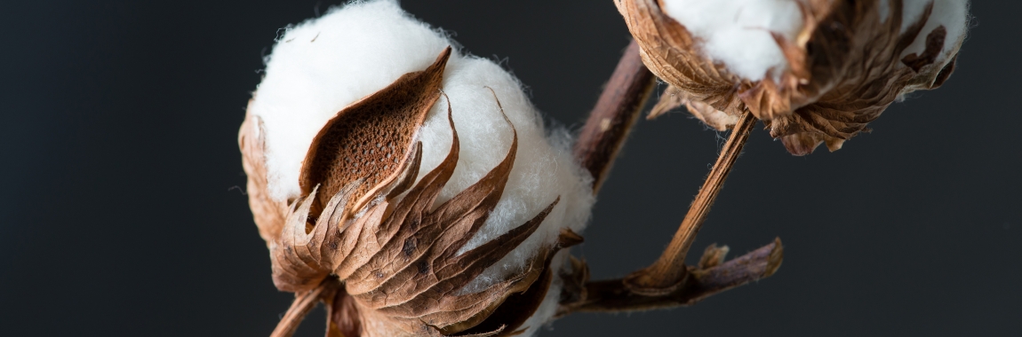 Leadership Lessons from Japan’s Cotton Spinning Industry